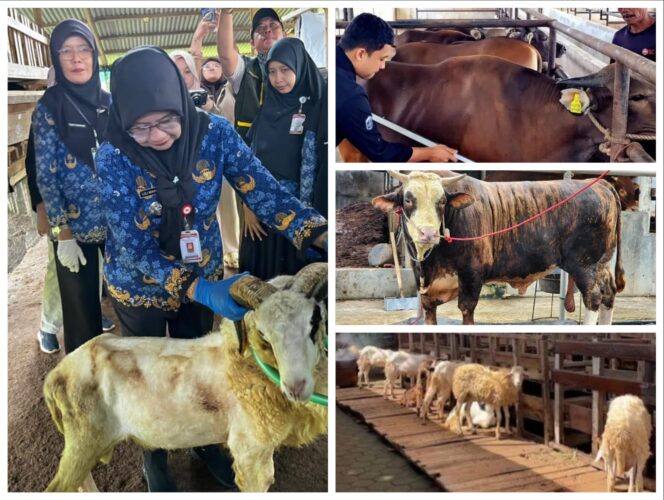 
					Penjualan Sapi Kurban Lampung 2026 Naik 40 Persen, Domba Melonjak 121 Persen
