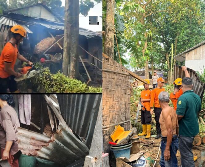
					Pohon Jati Tumbang Rusak Atap Dapur Warga di Kedaton, BPBD Garcep Evakuasi
